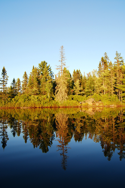 Tree Mirror