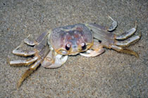 Crab