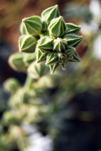green 1
