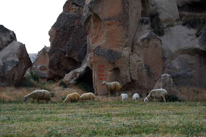 Rose Valley Sheep